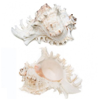 Özel Deniz Kabuğu Murex Ramasus 9 CM - 10 CM Özel Deniz Kabuğu Murex Ramasus 9 CM - 10 CM