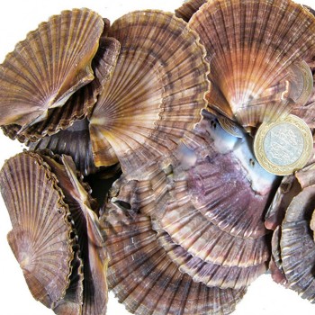 Pecten Dıegensis Kiloluk Deniz Kabuğu - 1 KG Pecten Dıegensis Kiloluk Deniz Kabuğu - 1 KG