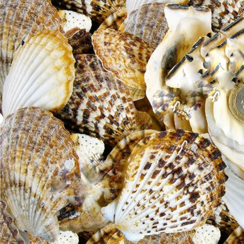 Pecten Radula Kiloluk Deniz Kabuğu - 1 KG ORTA Boy Pecten Radula Kiloluk Deniz Kabuğu - 1 KG ORTA Boy
