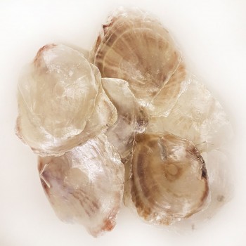 Placuna Kiloluk Deniz Kabuğu - 1 KG Placuna Kiloluk Deniz Kabuğu - 1 KG