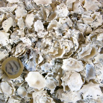 Star Limpet Kiloluk Deniz Kabuğu - 1 KG