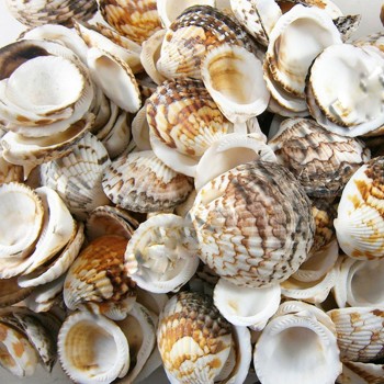 Tiger Cochles Kiloluk Deniz Kabuğu - 1 KG