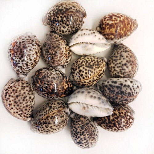 Tiger Cowrie Kiloluk Deniz Kabuğu - 1 KG
