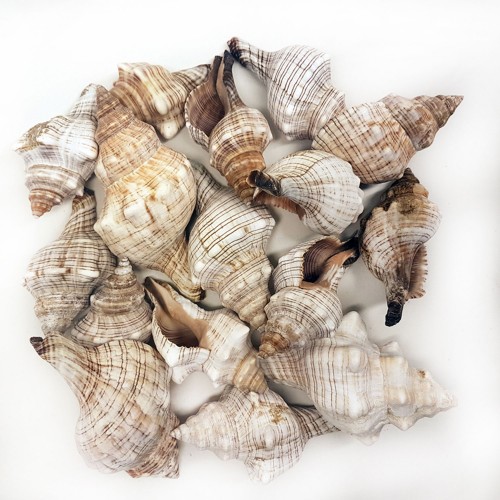 Trapezium Kiloluk Deniz Kabuğu - 1 KG