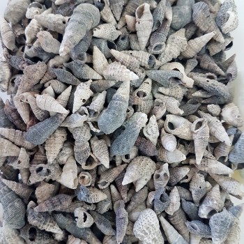 Trivitata Kiloluk Deniz Kabuğu - 1 KG Trivitata Kiloluk Deniz Kabuğu - 1 KG