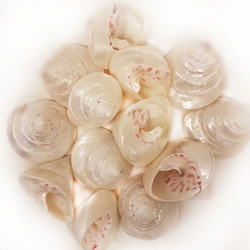 Troca Strawberry Pearlized Kiloluk Deniz Kabuğu - 1 KG