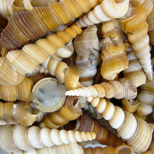 Turitella Kiloluk Deniz Kabuğu - 1 KG