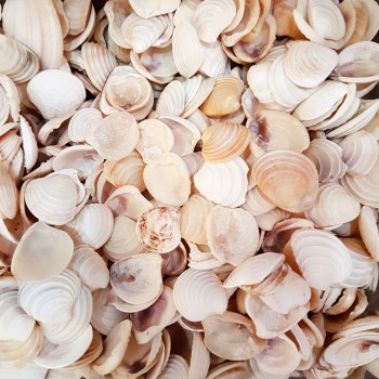 Wedding Cake Kiloluk Deniz Kabuğu - 1 KG Wedding Cake Kiloluk Deniz Kabuğu - 1 KG