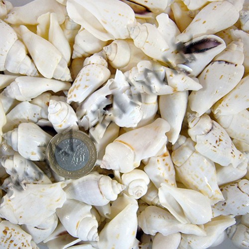 White Seula Kiloluk Deniz Kabuğu - 1 KG