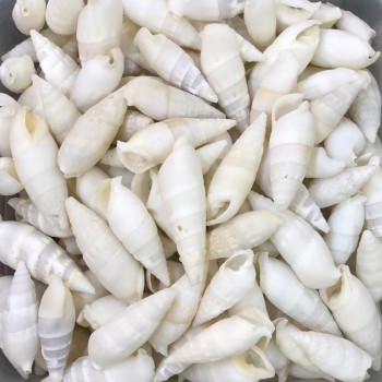 Vertagus Kiloluk Deniz Kabuğu - 1 KG Vertagus Kiloluk Deniz Kabuğu - 1 KG